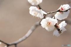 白梅1