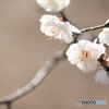 白梅1
