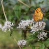 ヒョウモンチョウ？