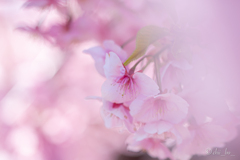 桜色の世界