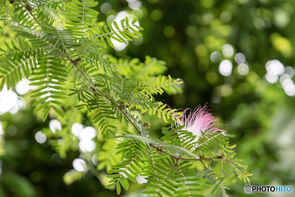 温室の花4