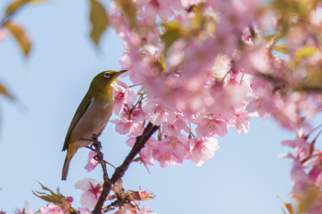 このお花は美味しいかな？