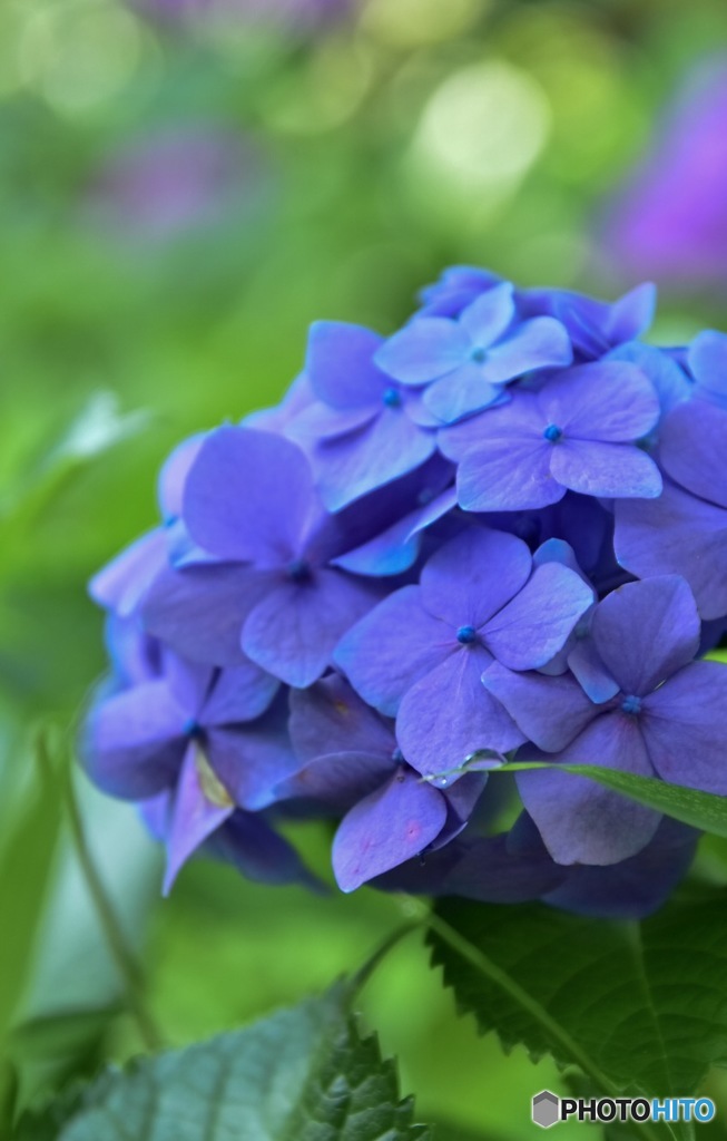 紫陽花1