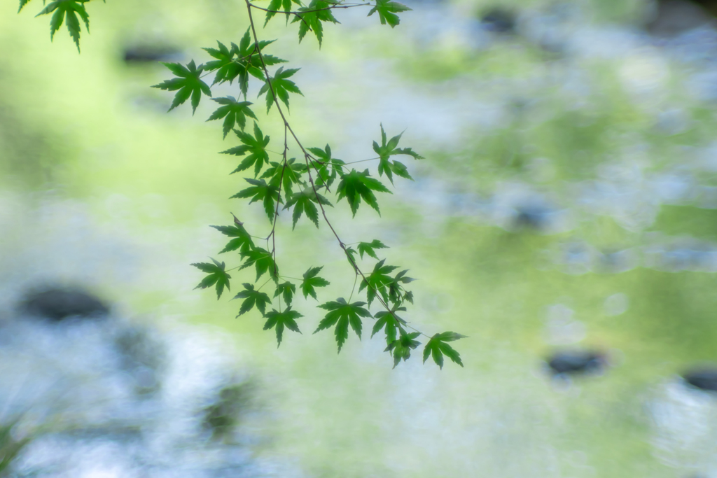 静かな木陰
