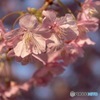 風のいたずら