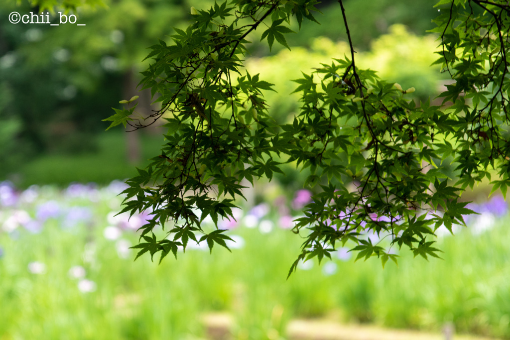 青紅葉の花鑑賞