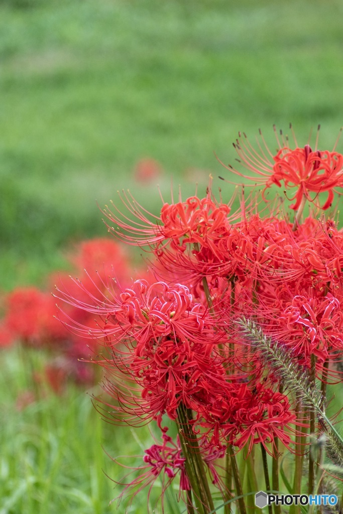 彼岸花の花束を