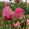 薔薇の涙