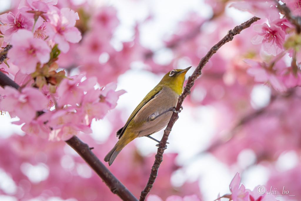 どのお花にしようかなー