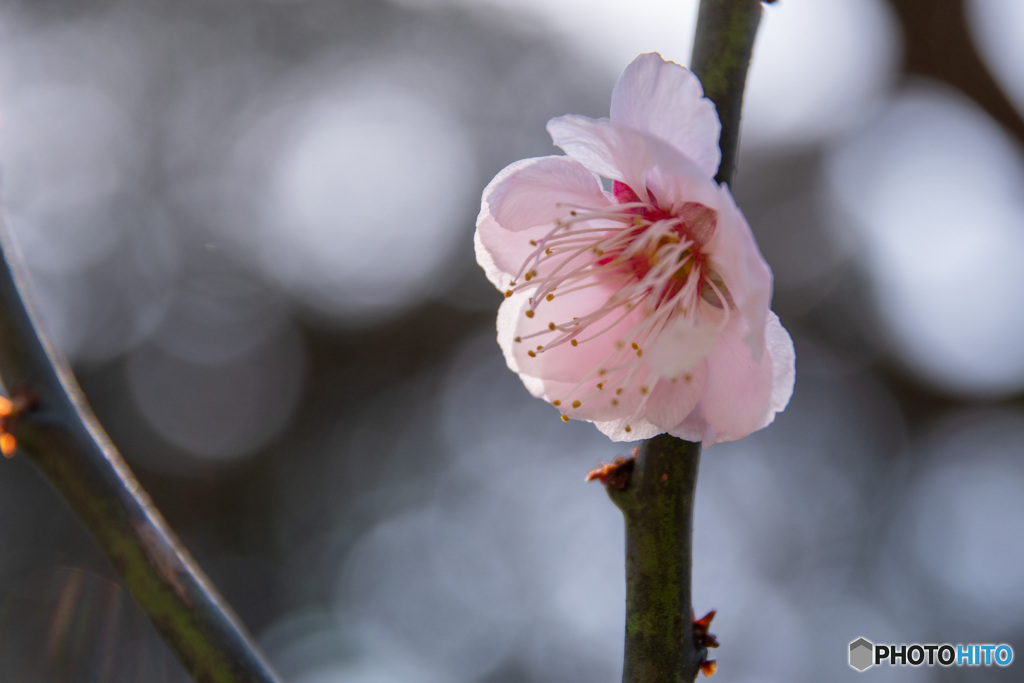 梅のかんざし1本