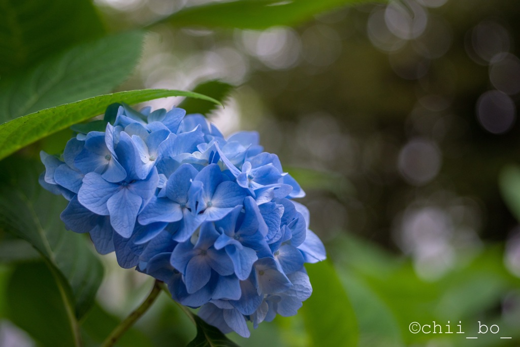 紫陽花の吐息