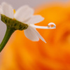 お花のドロップをどうぞ♡♡