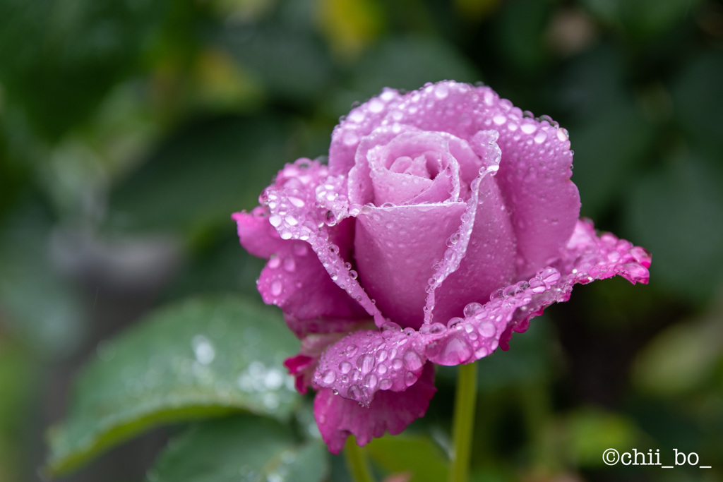 花開く気品