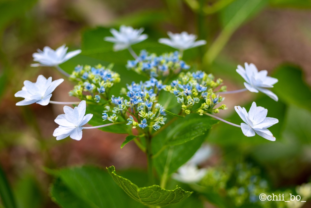 花のワルツ