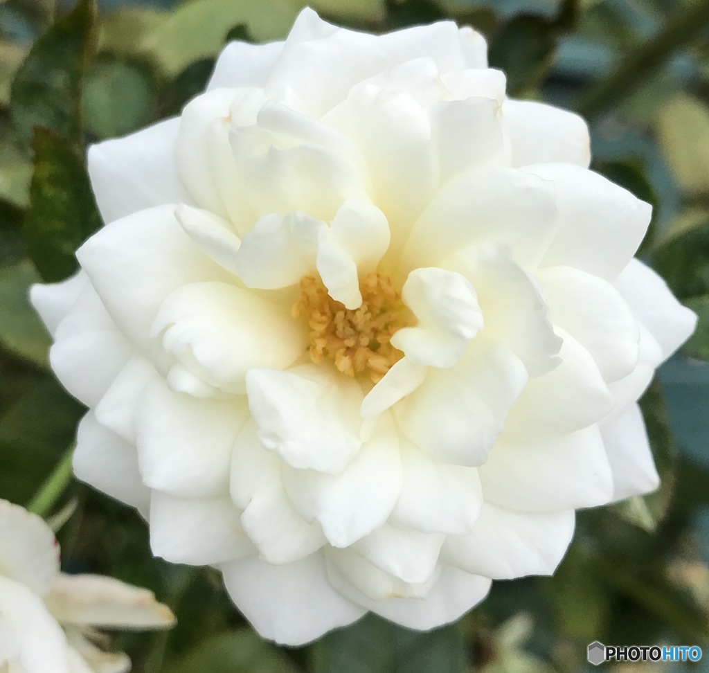 白薔薇