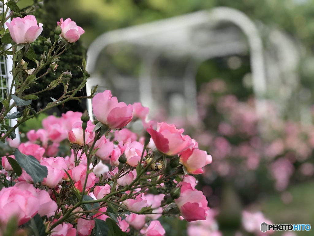 薔薇の小路