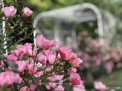 薔薇の小路