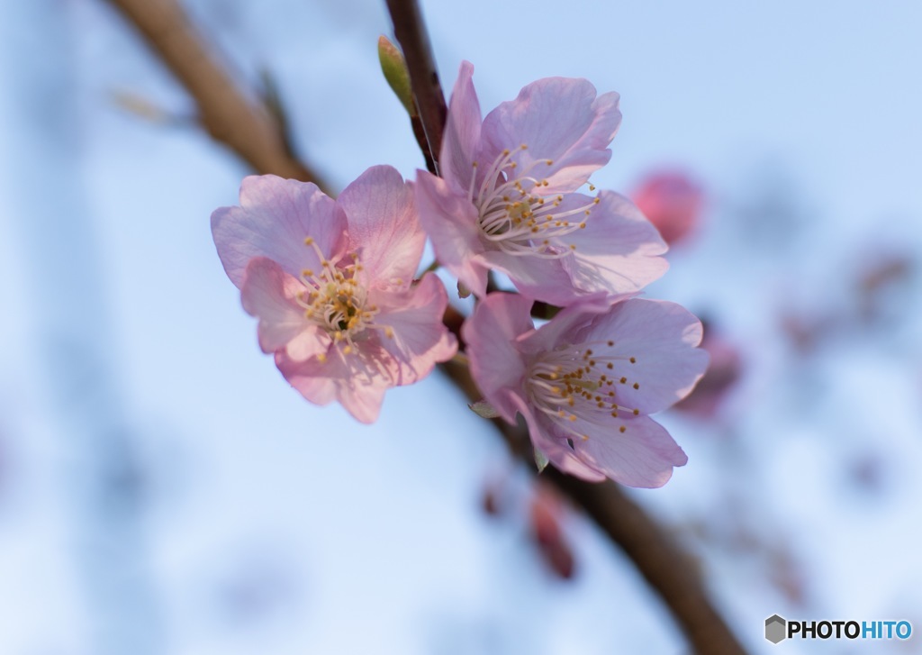 河津桜2