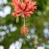 温室の花2～線香花火