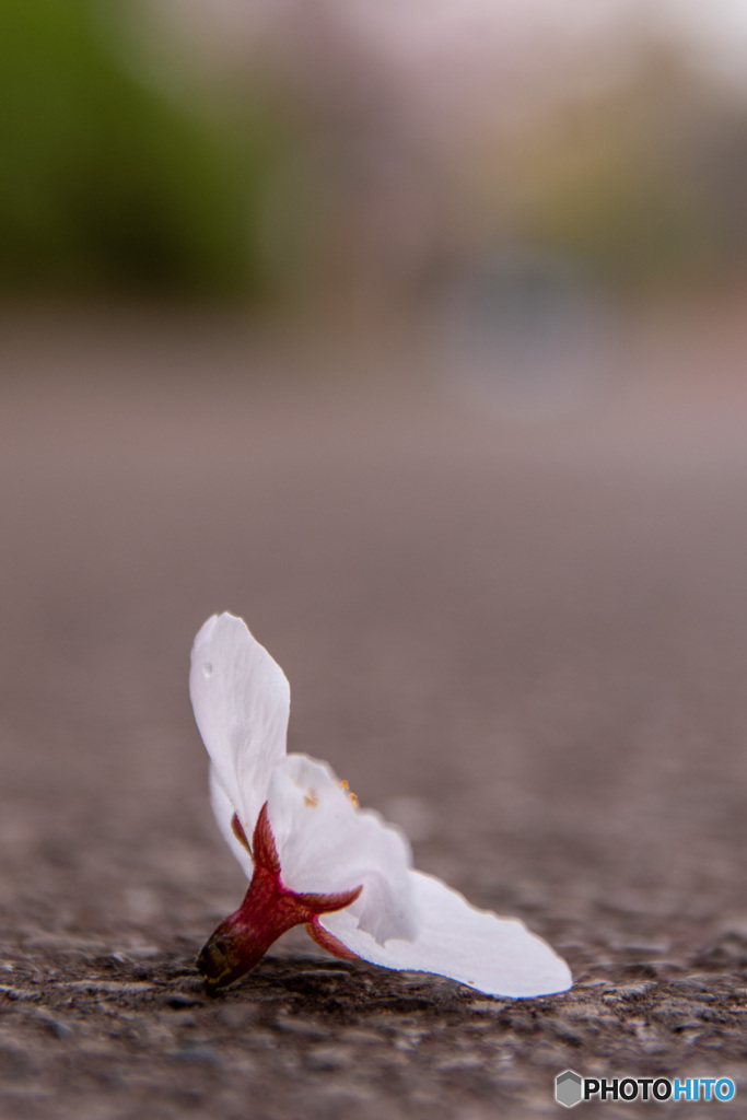 落ちた桜が見る夢は