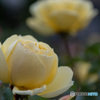 薔薇の目覚め