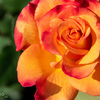 太陽の華