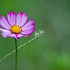 Harmony