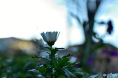 さむいなー