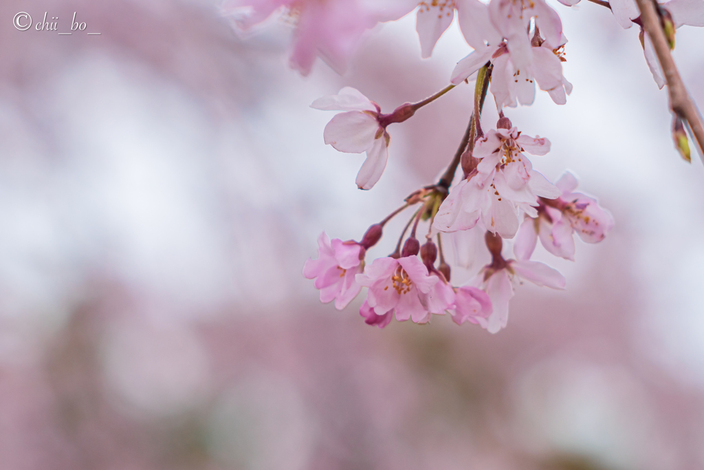 三春滝桜子孫木