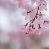 三春滝桜子孫木