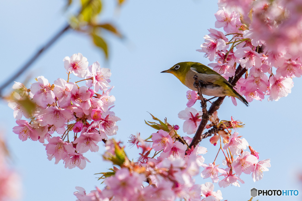 今日はどのお花にしよう