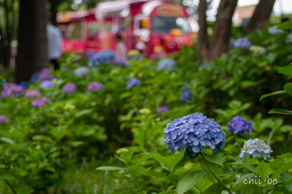 紫陽花のある風景