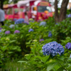 紫陽花のある風景
