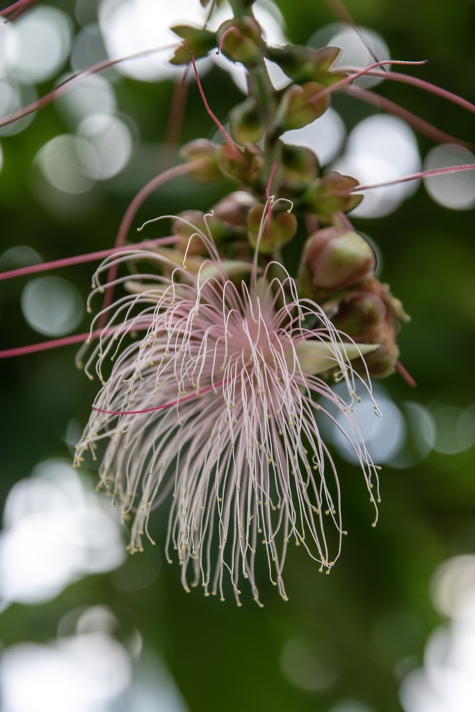 温室の花3～打ち上げ花火？