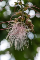 温室の花3～打ち上げ花火？