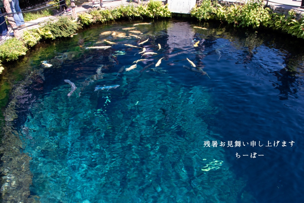 残暑お見舞い申し上げます