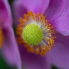 Japanese anemone