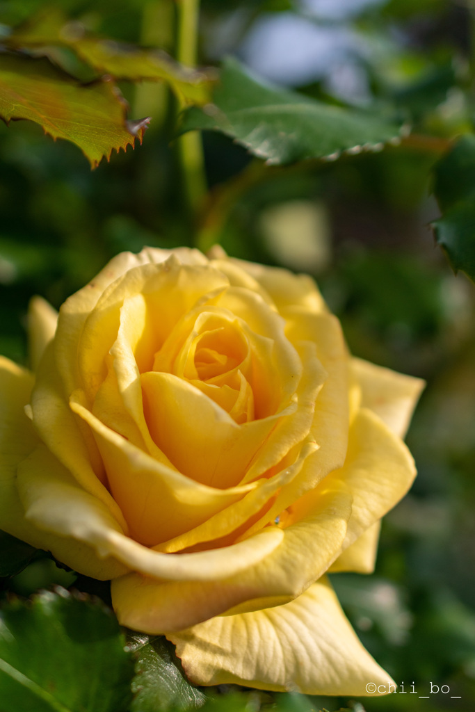 幸せの黄色い薔薇