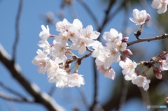 開花