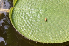 温室の葉…に忘れ物？