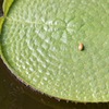 温室の葉…に忘れ物？