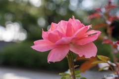朝日のシャワー