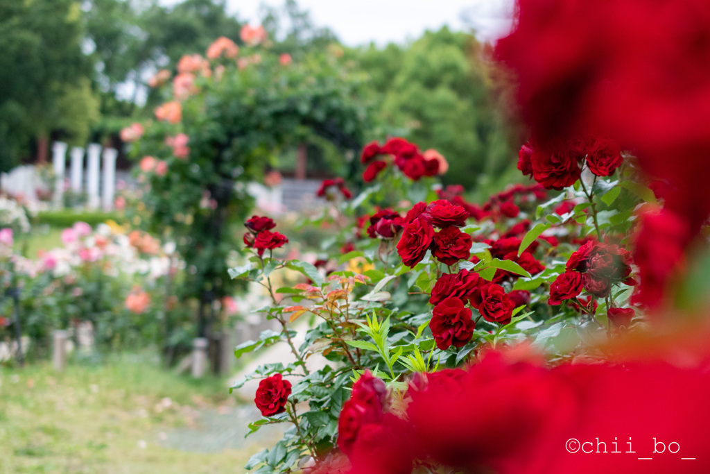 薔薇の小路2