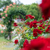 薔薇の小路2