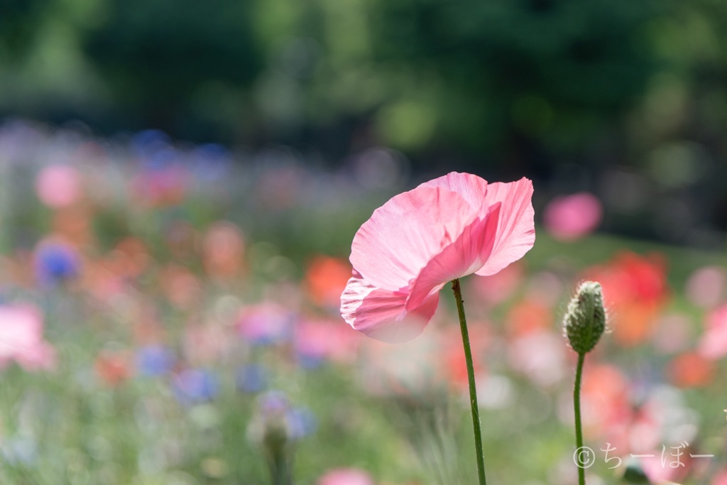 大都会の花畑
