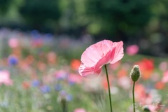 大都会の花畑