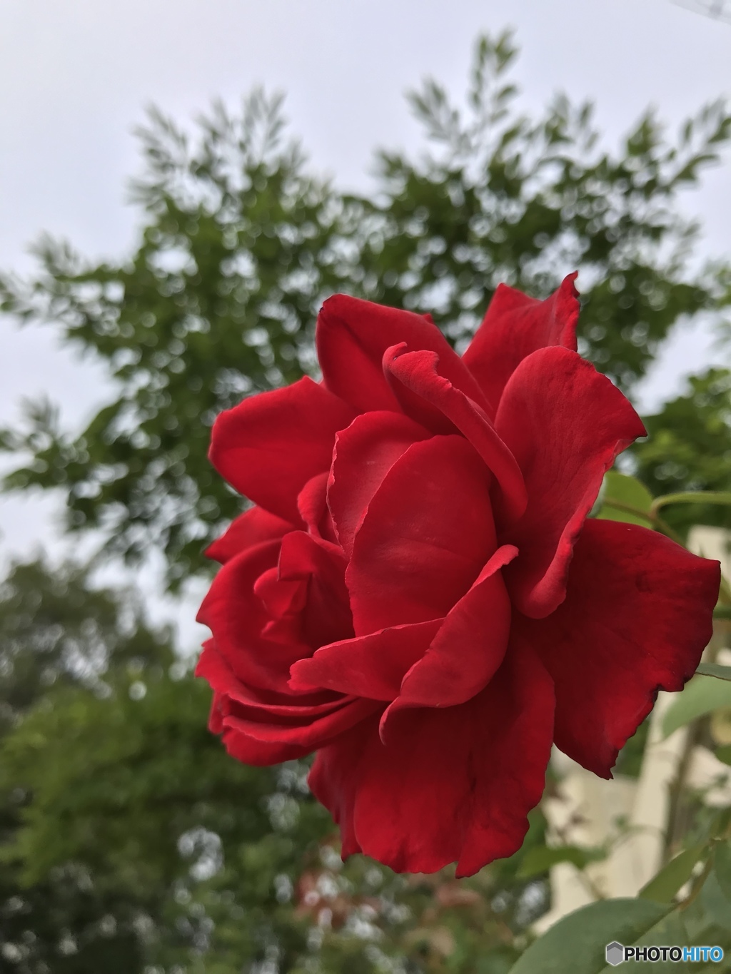 深紅の挨拶