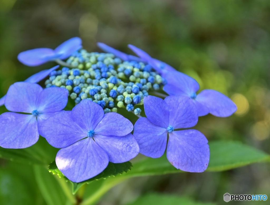 紫陽花2