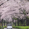 桜トンネル