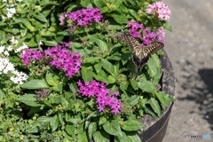 こっちの蜜が甘いかな？